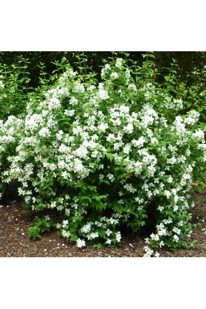 Кущ Philadelphus Belle Etoile для декоративного дизайну саду